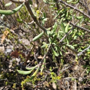 Persoonia rigida at Jerangle, NSW - 14 Oct 2023 02:53 PM