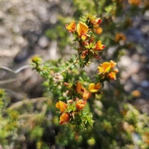 Pultenaea procumbens at Jerangle, NSW - 14 Oct 2023