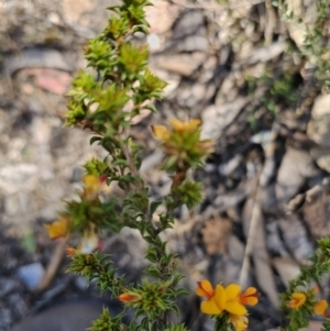 Pultenaea procumbens at Jerangle, NSW - 14 Oct 2023