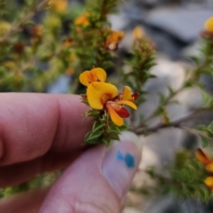 Pultenaea procumbens at Jerangle, NSW - 14 Oct 2023