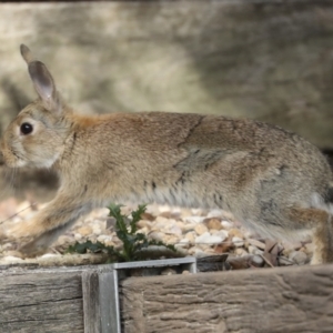 Oryctolagus cuniculus at Acton, ACT - 12 Oct 2023 08:54 AM