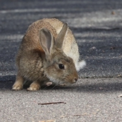 Oryctolagus cuniculus at Acton, ACT - 12 Oct 2023 08:54 AM