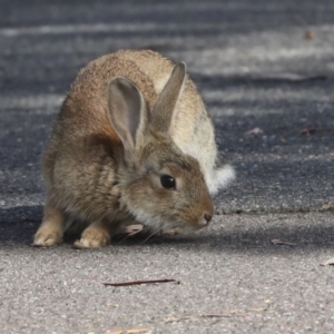 Oryctolagus cuniculus at Acton, ACT - 12 Oct 2023 08:54 AM