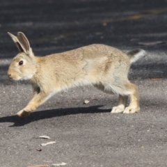 Oryctolagus cuniculus at Acton, ACT - 12 Oct 2023 08:54 AM