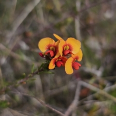 Dillwynia sericea (Egg And Bacon Peas) at Jerangle, NSW - 14 Oct 2023 by Csteele4