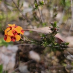 Dillwynia sericea at Jerangle, NSW - 14 Oct 2023