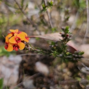 Dillwynia sericea at Jerangle, NSW - 14 Oct 2023