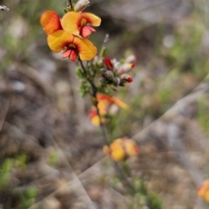 Dillwynia sericea at Jerangle, NSW - 14 Oct 2023