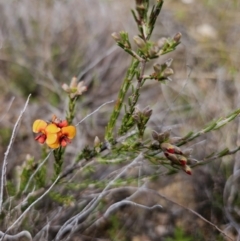 Dillwynia sericea at Jerangle, NSW - 14 Oct 2023