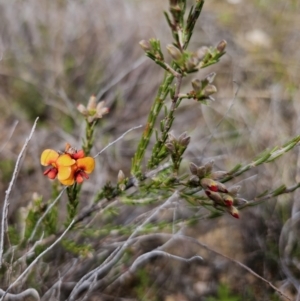 Dillwynia sericea at Jerangle, NSW - 14 Oct 2023