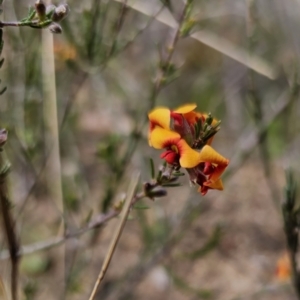 Dillwynia sericea at Jerangle, NSW - 14 Oct 2023