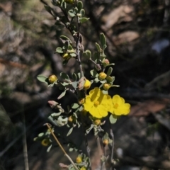 Hibbertia obtusifolia (Grey Guinea-flower) at Jerangle, NSW - 14 Oct 2023 by Csteele4