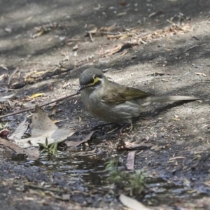 Caligavis chrysops at Acton, ACT - 12 Oct 2023 01:48 PM