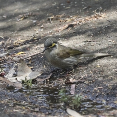 Caligavis chrysops (Yellow-faced Honeyeater) at ANBG - 12 Oct 2023 by AlisonMilton