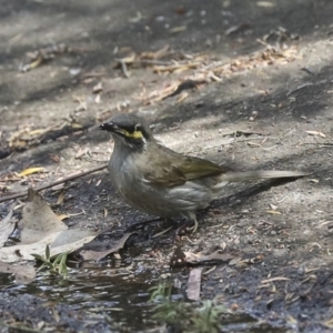 Caligavis chrysops at Acton, ACT - 12 Oct 2023