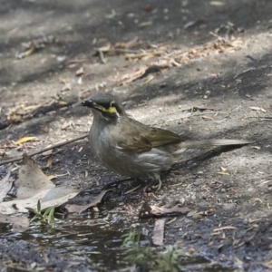 Caligavis chrysops at Acton, ACT - 12 Oct 2023 01:48 PM