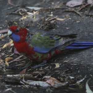 Platycercus elegans at Acton, ACT - 12 Oct 2023