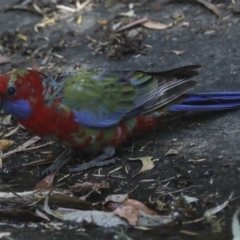 Platycercus elegans at Acton, ACT - 12 Oct 2023