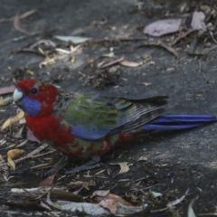 Platycercus elegans at Acton, ACT - 12 Oct 2023