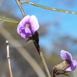 Hovea heterophylla at Yaouk, NSW - suppressed