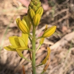 Bulbine bulbosa (Golden Lily) at Oakey Hill - 9 Oct 2023 by GregC