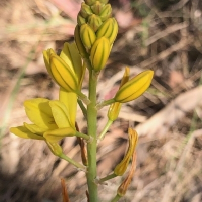 Bulbine bulbosa (Golden Lily) at Lyons, ACT - 9 Oct 2023 by GregC