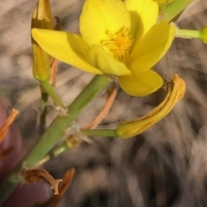 Bulbine bulbosa at Lyons, ACT - 9 Oct 2023 04:33 PM