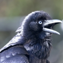 Corvus coronoides (Australian Raven) at Ainslie, ACT - 22 Sep 2023 by jb2602