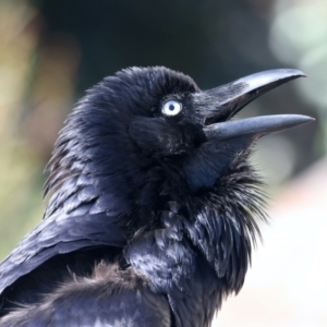 Corvus coronoides at Ainslie, ACT - 22 Sep 2023 02:32 PM