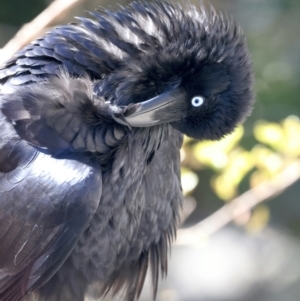 Corvus coronoides at Ainslie, ACT - 22 Sep 2023