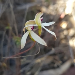 Caladenia cucullata at Canberra Central, ACT - 14 Oct 2023