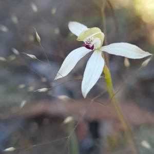 Caladenia cucullata at Canberra Central, ACT - 14 Oct 2023