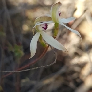 Caladenia cucullata at Canberra Central, ACT - 14 Oct 2023