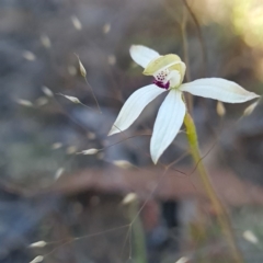 Caladenia cucullata at Canberra Central, ACT - 14 Oct 2023