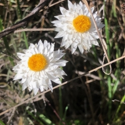 Leucochrysum albicans subsp. tricolor (Hoary Sunray) at Oakey Hill - 8 Oct 2023 by GregC