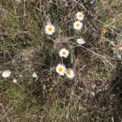 Leucochrysum albicans subsp. tricolor at Lyons, ACT - 9 Oct 2023