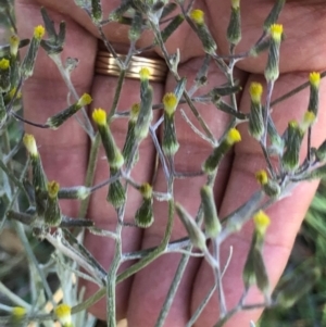 Senecio quadridentatus at Lyons, ACT - 9 Oct 2023 04:48 PM