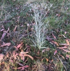 Senecio quadridentatus at Lyons, ACT - 9 Oct 2023