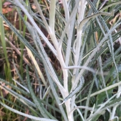 Senecio quadridentatus at Lyons, ACT - 9 Oct 2023 04:48 PM