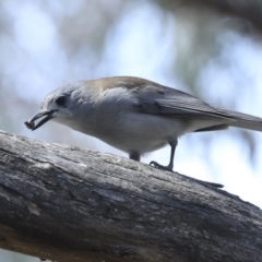 Colluricincla harmonica (Grey Shrikethrush) at ANBG - 10 Oct 2023 by AlisonMilton