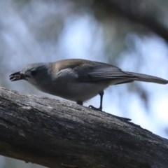 Colluricincla harmonica at Canberra Central, ACT - 10 Oct 2023