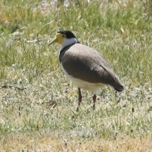 Vanellus miles at Hawker, ACT - 29 Sep 2023 12:16 PM