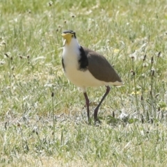 Vanellus miles at Hawker, ACT - 29 Sep 2023 12:16 PM