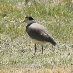 Vanellus miles at Hawker, ACT - 29 Sep 2023