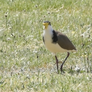 Vanellus miles at Hawker, ACT - 29 Sep 2023 12:16 PM