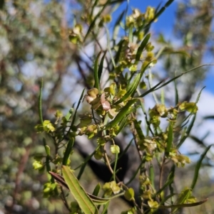 Dodonaea viscosa subsp. angustissima at Jerangle, NSW - 14 Oct 2023