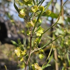 Dodonaea viscosa subsp. angustissima at Jerangle, NSW - 14 Oct 2023