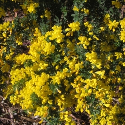Genista monspessulana (Cape Broom, Montpellier Broom) at Melba, ACT - 14 Oct 2023 by pinnaCLE