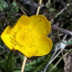 Ranunculus sp. (Buttercup) at Yaouk, NSW - 11 Oct 2023 by JARS