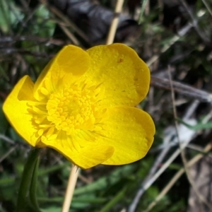 Ranunculus sp. at Yaouk, NSW - 12 Oct 2023